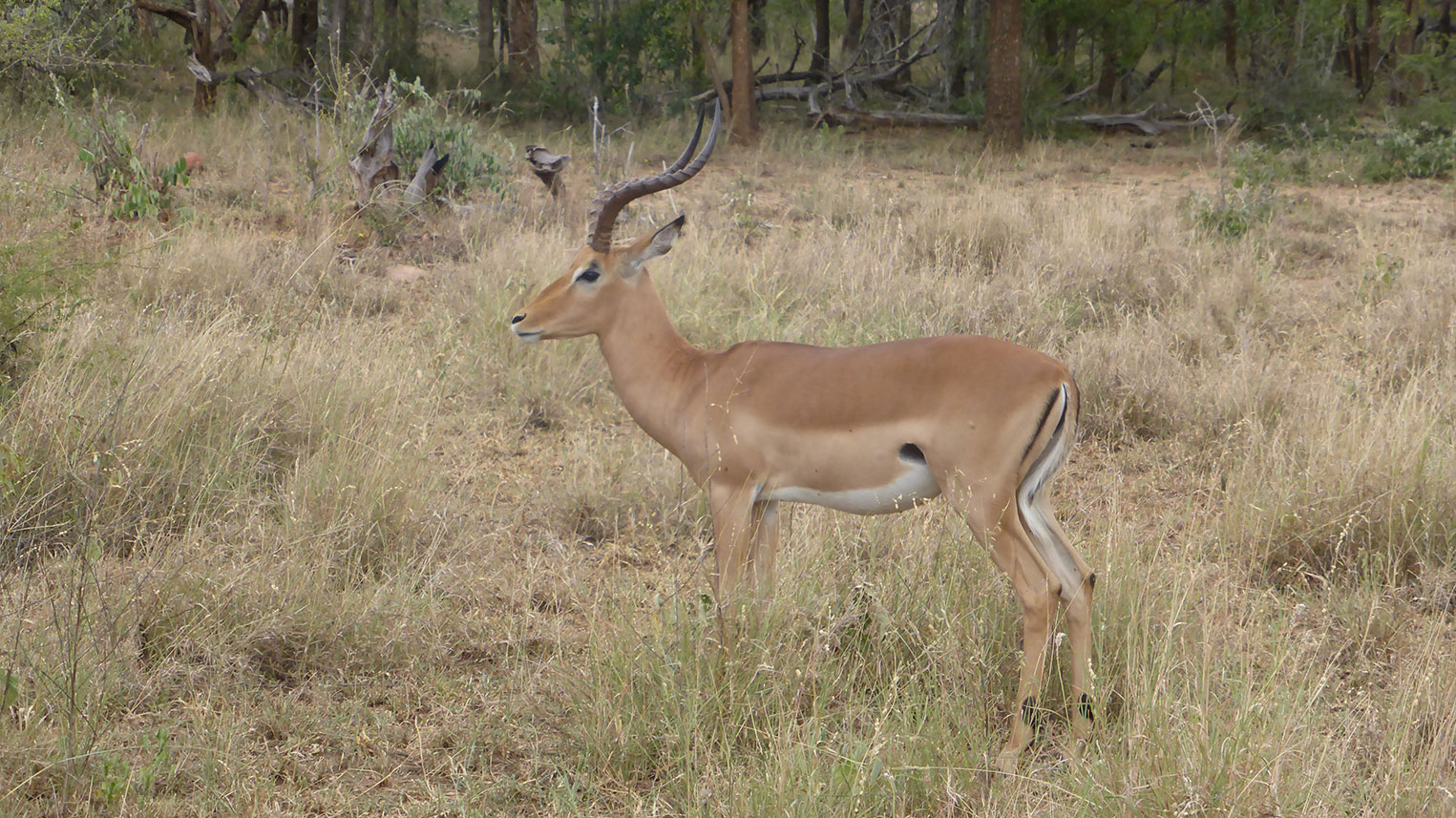 impalas afrique du sud safari arts et vie