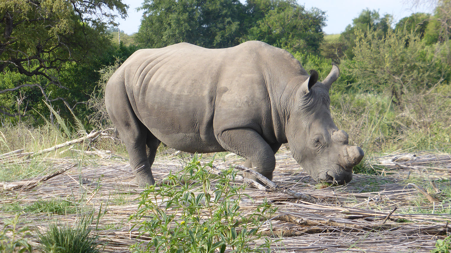 rhinocéros afrique du sud safari