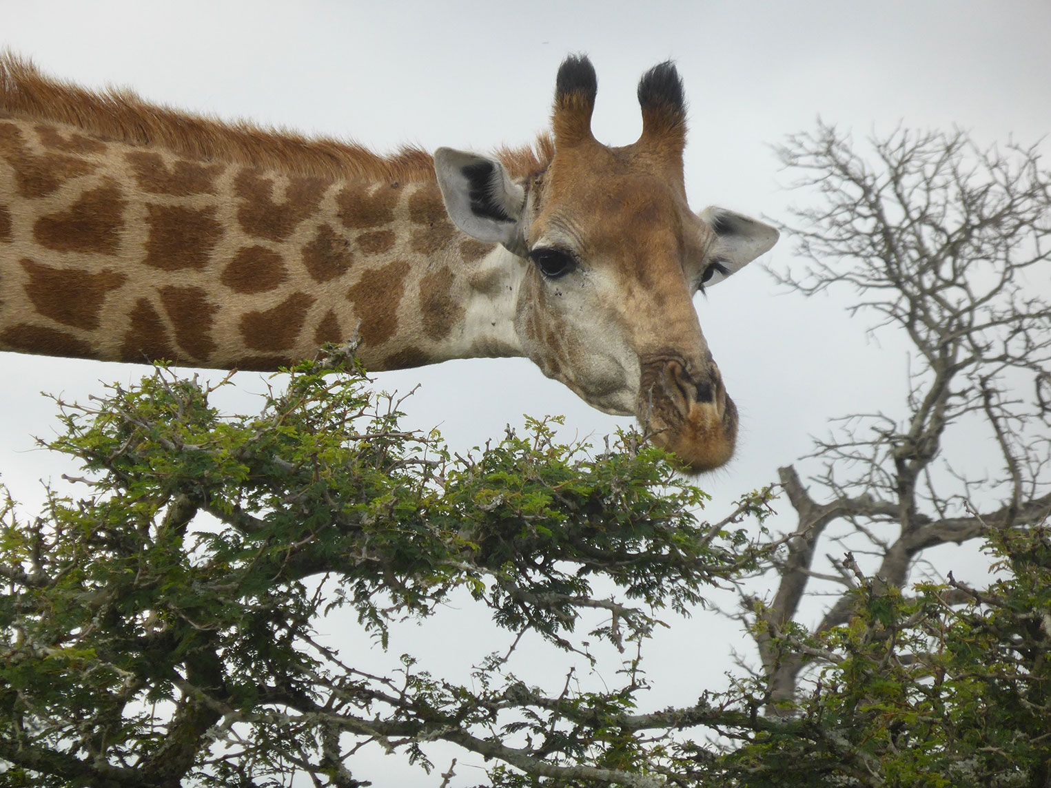 afrique du sud girafe safari arts & vie