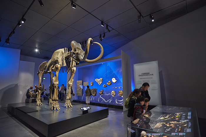 musée des Confluences squelette fossile mammouth de Choulans