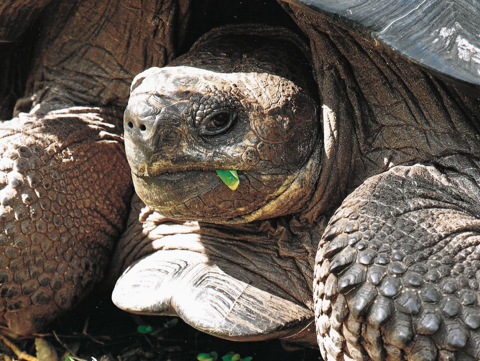 Tortue sur l'île Santa Cruz Galápagos espèce en voie de disparition